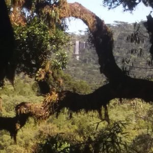 Fonte: Márcio Roberto Senna